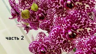 ОБИЛЬНОЕ цветение моих РОЗОВЫХ БОРДОВЫХ орхидеи pink orchids орхидея orchid фаленопсис phalaenopsis