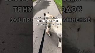 КАК БЫСТРО ОТУЧИТЬ СОБАКУ ТЯНУТЬ ПОВОДОК ЗА 1 УПРАЖНЕНИЕ#дрессировка  #послушевясобака