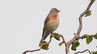 Calling Linnet