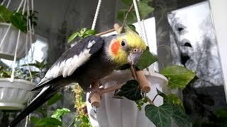 Как поет Корелла. Пение попугая Корелла. Как поет Корелла. Singing the parrot Corella.