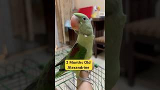 2 Months Old Alexander baby #babyparrot #babybird #alexandrine #short #goluandmimmi #sound #bird