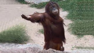 Laugh a Lot With The Funny Moments Of Monkeys   Funniest Animals Video