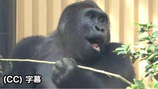 Gentaro might not be able to couple with Annie! Shabani's influence.｜Momotaro family, gorilla