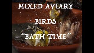 Aviary cam. Mixed Aviary birds, Bathing and drinking   18 minutes