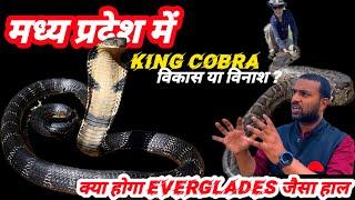 King Cobra in Madhya Pradesh।। विकास या विनाश।।#TEAMAZN।#mpnews।