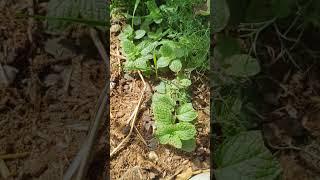 MintAt Garden .#nature #shortvideo #shorts #vegetables #4kuhd #4k #short #mint #garden #gardening