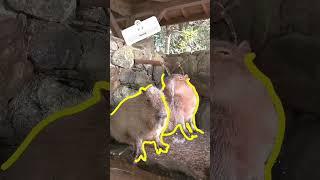 Capy Moments! Capybara having fresh shower #capybara #masbro #capivara #kapibara