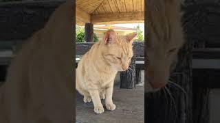 Okinawa stray cat spot information A lot of local cats Cat heaven island "Ojima"