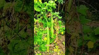 top 10 vegetables in Bangladesh #shorts #shortvideo #youtubeshorts #vegetables