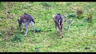 DEER ON CANNOCK CHASE 4K NOVEMBER 2022