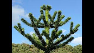 The Monkey Puzzle Tree is a unique and ancient Tree