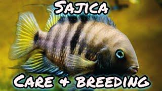 Sajica Cichlid ~ Care & Breeding