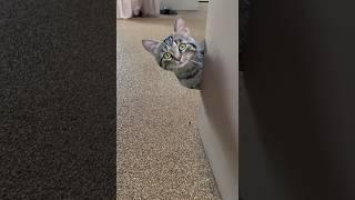 Cat got prank  #cat #catlover #cutecat #funny