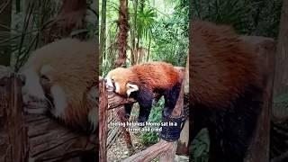 An outcast red panda.#shorts #animals #redpanda #cute