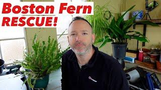 Boston Fern Rescue & Care Guide - Nephrolepis exaltata Bostoniensis