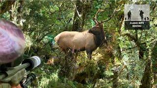 WAPITI ADVENTURE! The hunt for the New Zealand Wapiti/Elk in the bugle