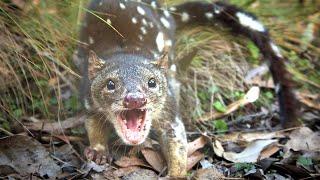 The marsupial marten is a ferocious Australian "cat" that attacks all living things!