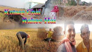 Kutaee Chal Rahee Hai // Paddy Harvesting Is Going on // Sasmita & Manoj