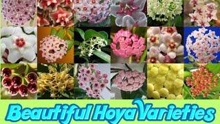 Beautiful Hoya Varieties | Types & Care tips of Hoya for beginners