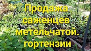 Саженцы метельчатой гортензии в продаже.Обзор площадки.