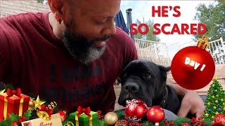 He's So Scared!!!  | 2024 Vlogmas Day 1 | That Chick Angel TV