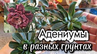 Влияние грунта на развитие Адениума. Пересадка двух Адениумов