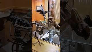 Додо птица  Скелет вымершей птицы Дронта (Додо) 19 века.  Skeleton of the extinct bird Dodo