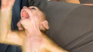 #monkey crying  /Monkey bathing/monkey baby/ monkey videos