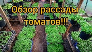 Способы выращивания рассады томатов в больших объемах на продажу!!!