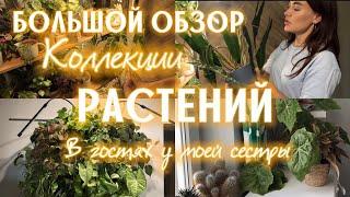 ОБЗОР РАСТЕНИЙ | ФИТОСТЕНА | в гостях у Алены | 100+ РАСТЕНИЙ в квартире |