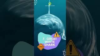 World’s Most Dangerous Fish