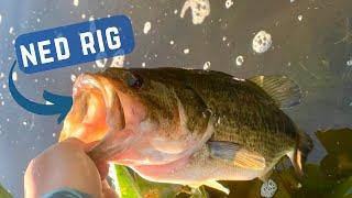 Summer Bass fishing GRIND (Ned Rig)