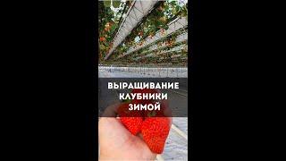 ВЫРАЩИВАНИЕ КЛУБНИКИ ЗИМОЙ