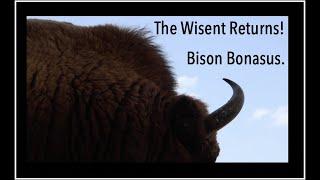 Bison Bonasus, Return of the European Bison/Wisent. A Powerful Encounter.