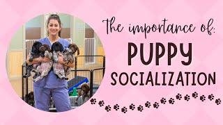 The Importance Of Puppy Socialization - Preparing Your Litter To Go Home