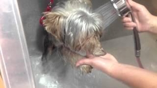 Pet Grooming Salon Milord Moscow Zhukova