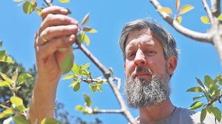 Get Fruit Trees to Grow Fast (The FREE Way)