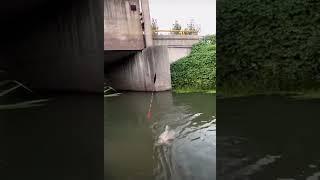 Достойный экземпляр #рыбалка