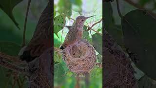Almost Airborne! Daisy Lifts Off and Hangs on to the Nest! #hummingbirds #nest #babyhummingbirds