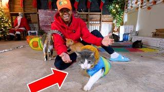 Funny Cat Winter Coat Fail!