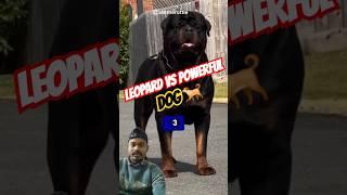 Leopard vs Powerful Dogs !! Fight !! #dog #rottweiler #pitbull #germanshepherd #facts #shorts