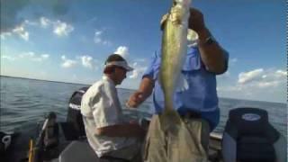 Rigging Spinners for Summer Walleye