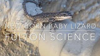 Newborn baby lizard!