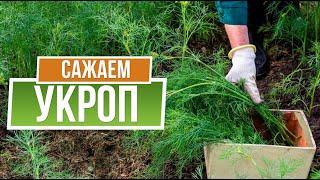 Укроп на огороде до морозов   Сажаем укроп в августе