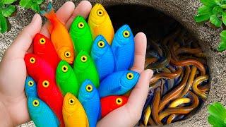 Great Catch Colorful Aquarium Fish In Small Pond, Pencil Fish, Koi Fish, Angelfish, Full Gold Guppy