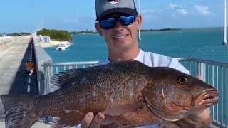 TOTAL ANNIHILATION! Monster Snapper & Grouper Bridge Fishing in the Florida Key's W/T LANDSHARK