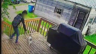 Boy allegedly caught stealing cat on camera, cat still missing