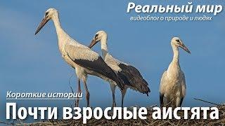 Почти взрослые аистята. Белые аисты (Ciconia ciconia).