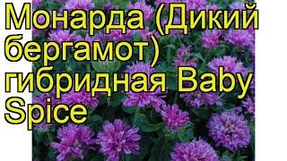 Монарда гибридная Малыш Космос. Краткий обзор, описание характеристик monarda x hybrida Baby Spice