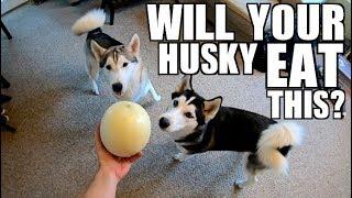 Siberian Huskies React To Fruits!